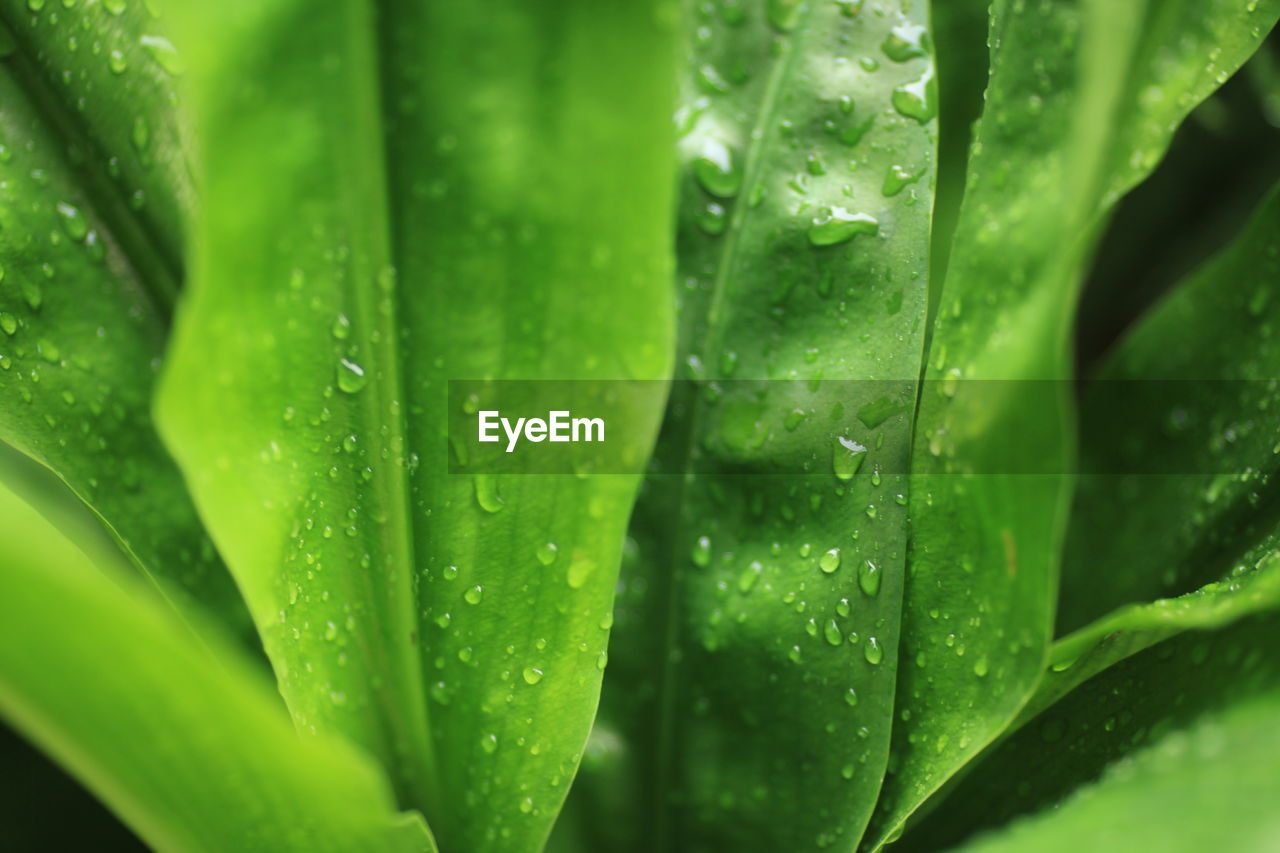 Full frame shot of wet leaves during rainy season