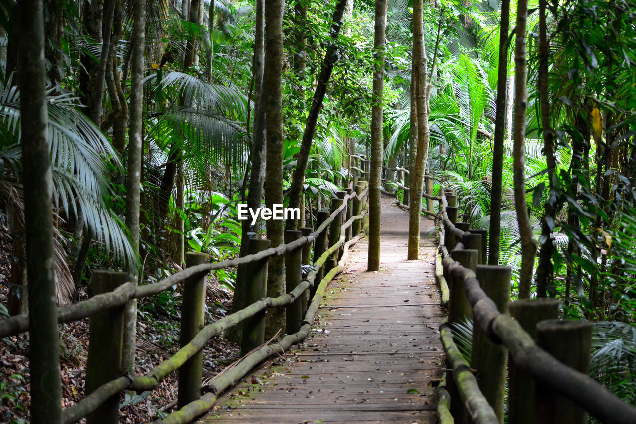 Wooden footbridge amidst trees in forest