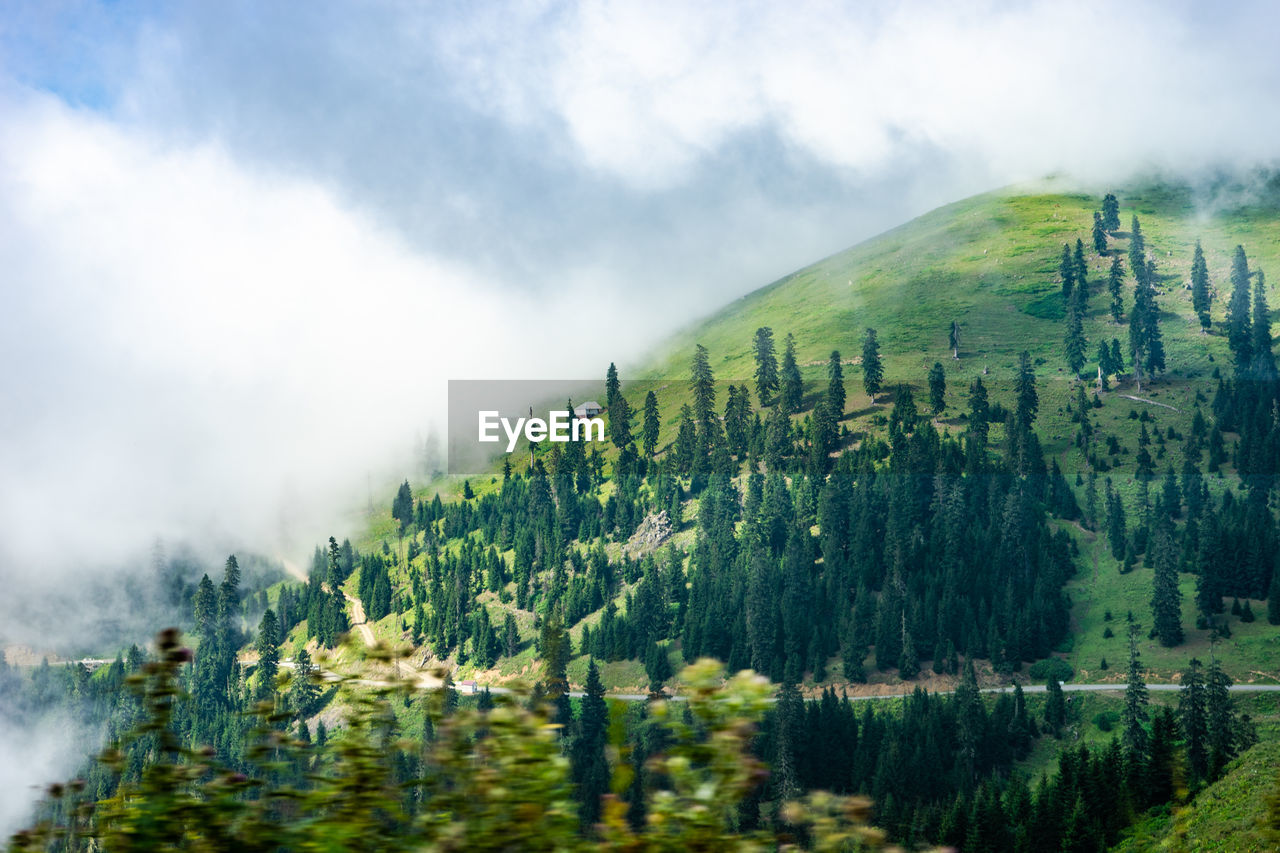 panoramic view of trees in forest against sky