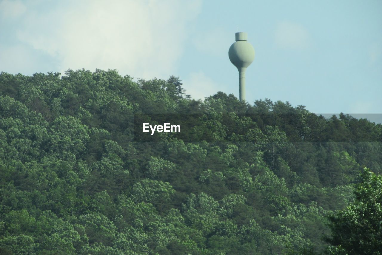 LOW ANGLE VIEW OF GREEN TREES AGAINST SKY