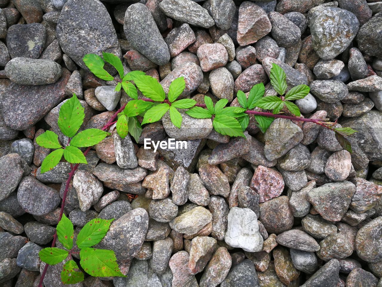 High angle view of plant on pebbles