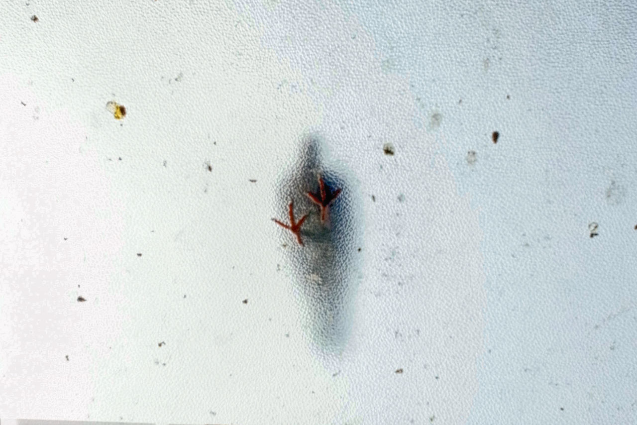 CLOSE-UP OF INSECT ON WALL