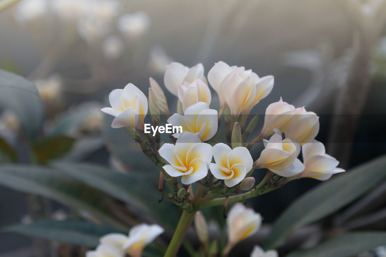 Close-up of plumeria flowers