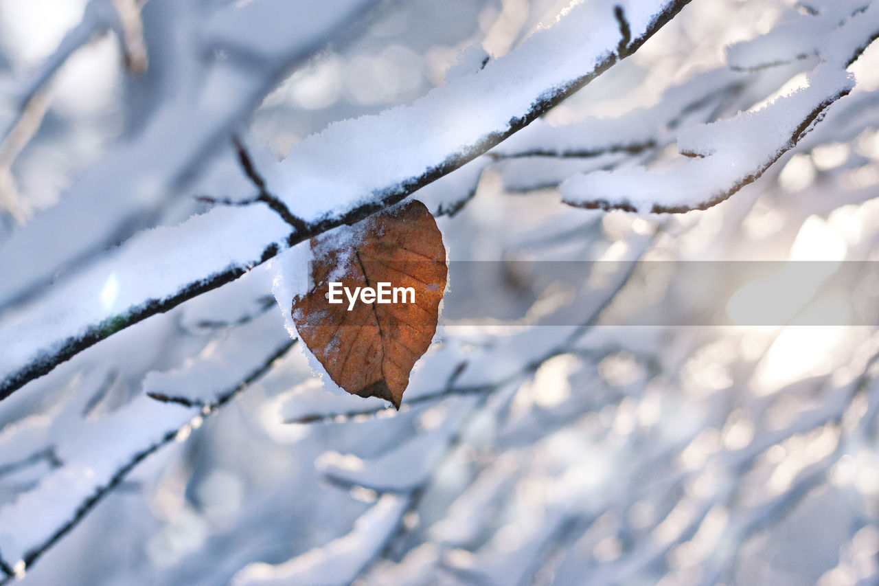 CLOSE-UP OF SNOW COVERED LEAVES