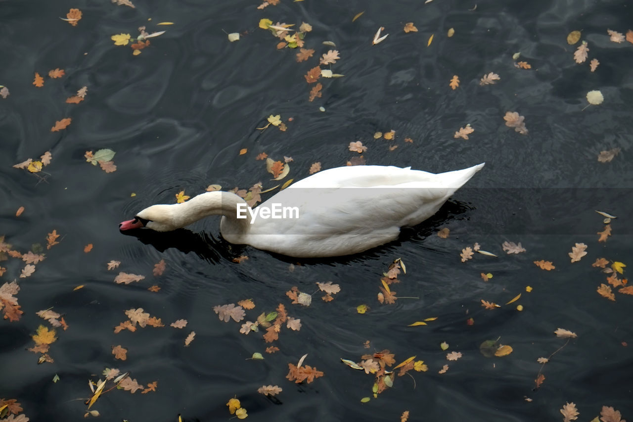 High angle view of swan swimming on lake