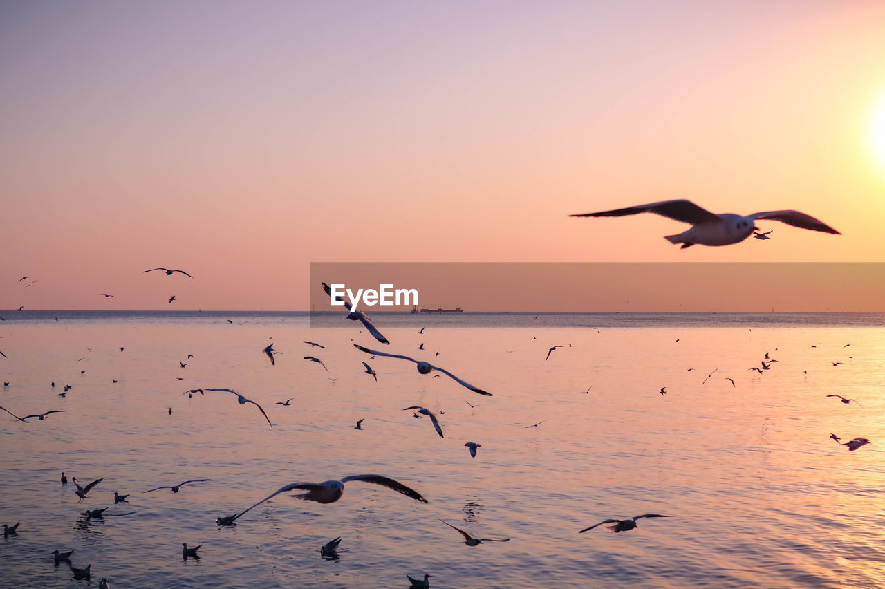 BIRDS FLYING OVER SEA