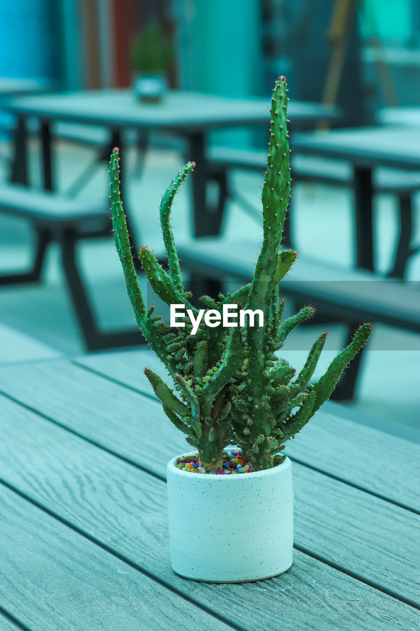 green, plant, wood, focus on foreground, no people, blue, nature, potted plant, table, flower, houseplant, growth, close-up, decoration, outdoors, day, succulent plant, leaf, food and drink, cactus, plant part