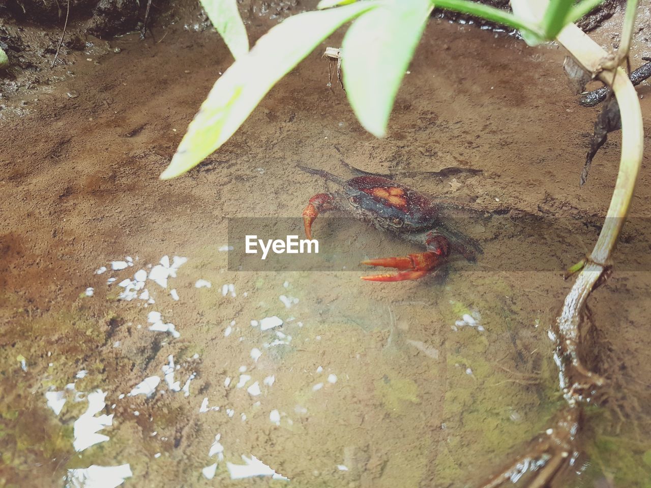 HIGH ANGLE VIEW OF CRAB ON GROUND