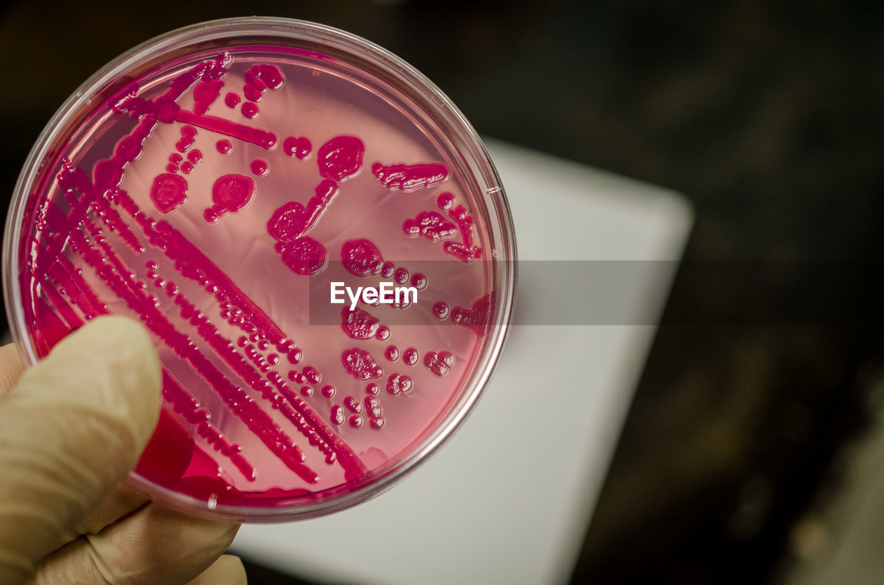 Close-up of hand holding chemical in plate