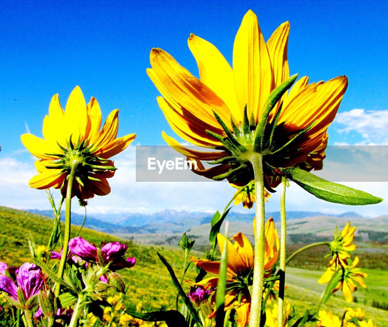 Close-up of yellow flowers blooming on field