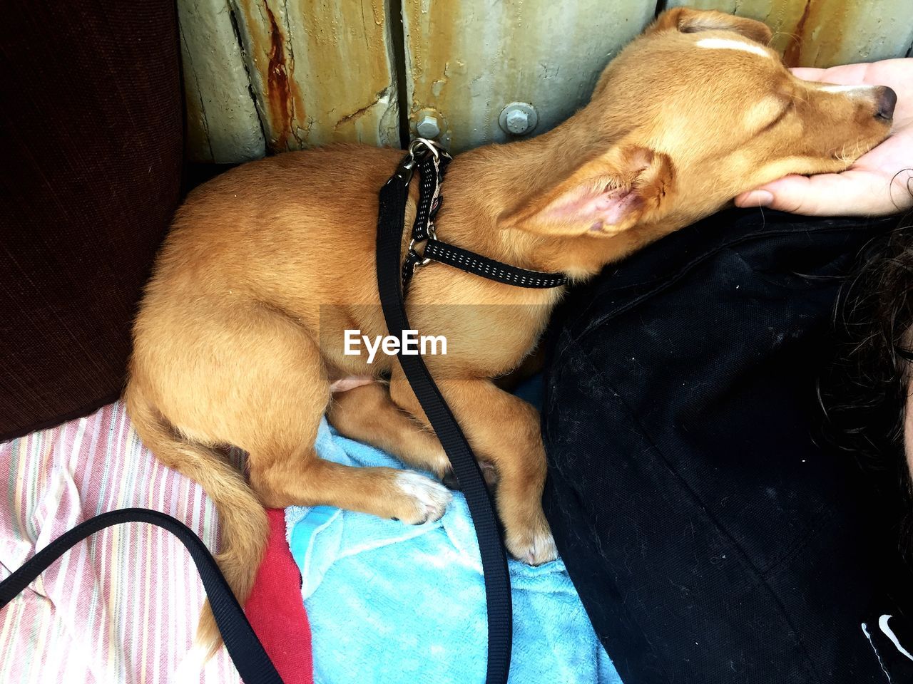 CLOSE-UP OF DOG IN WATER