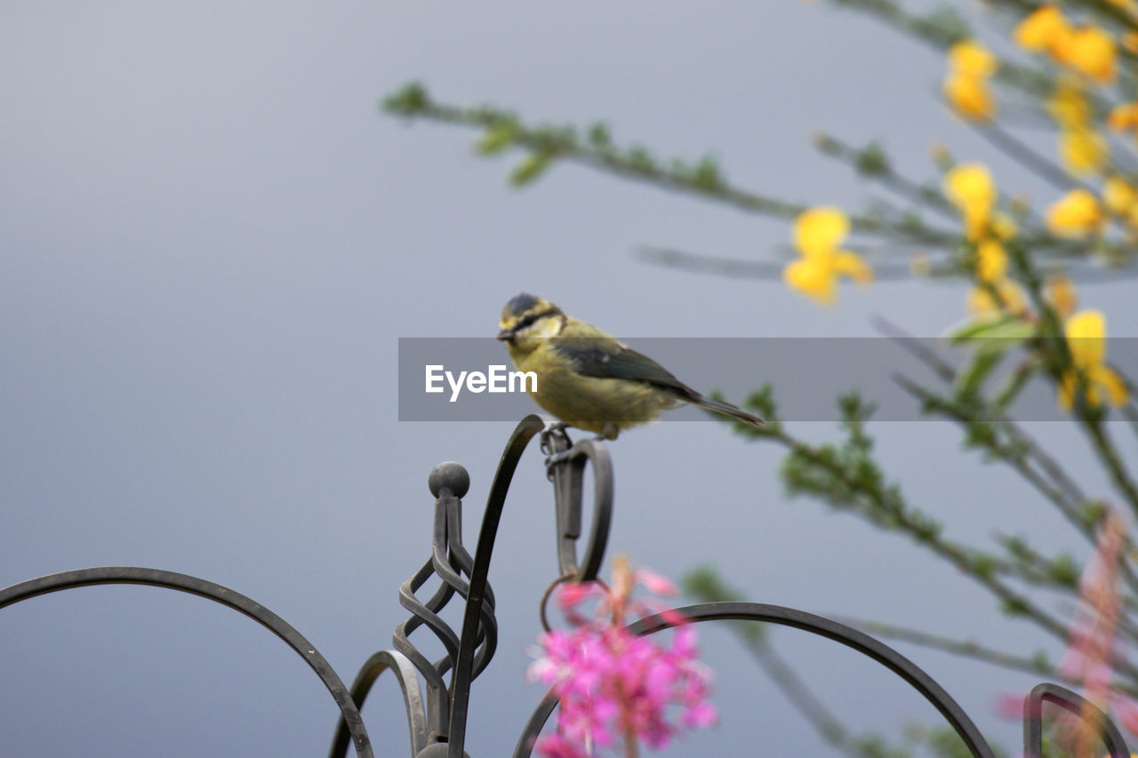 LOW ANGLE VIEW OF BIRD PERCHING ON PLANT