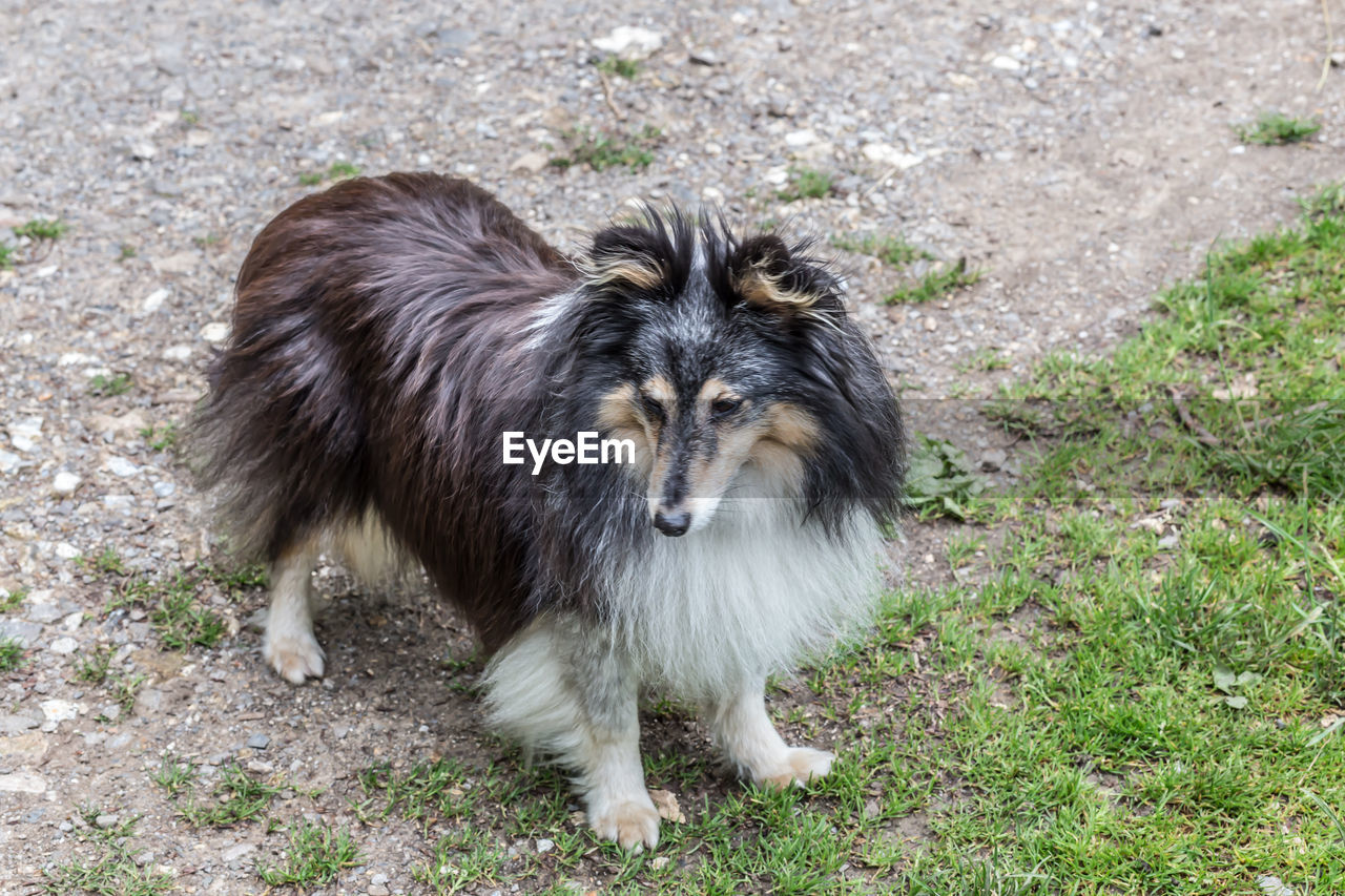 High angle view of dog standing on field