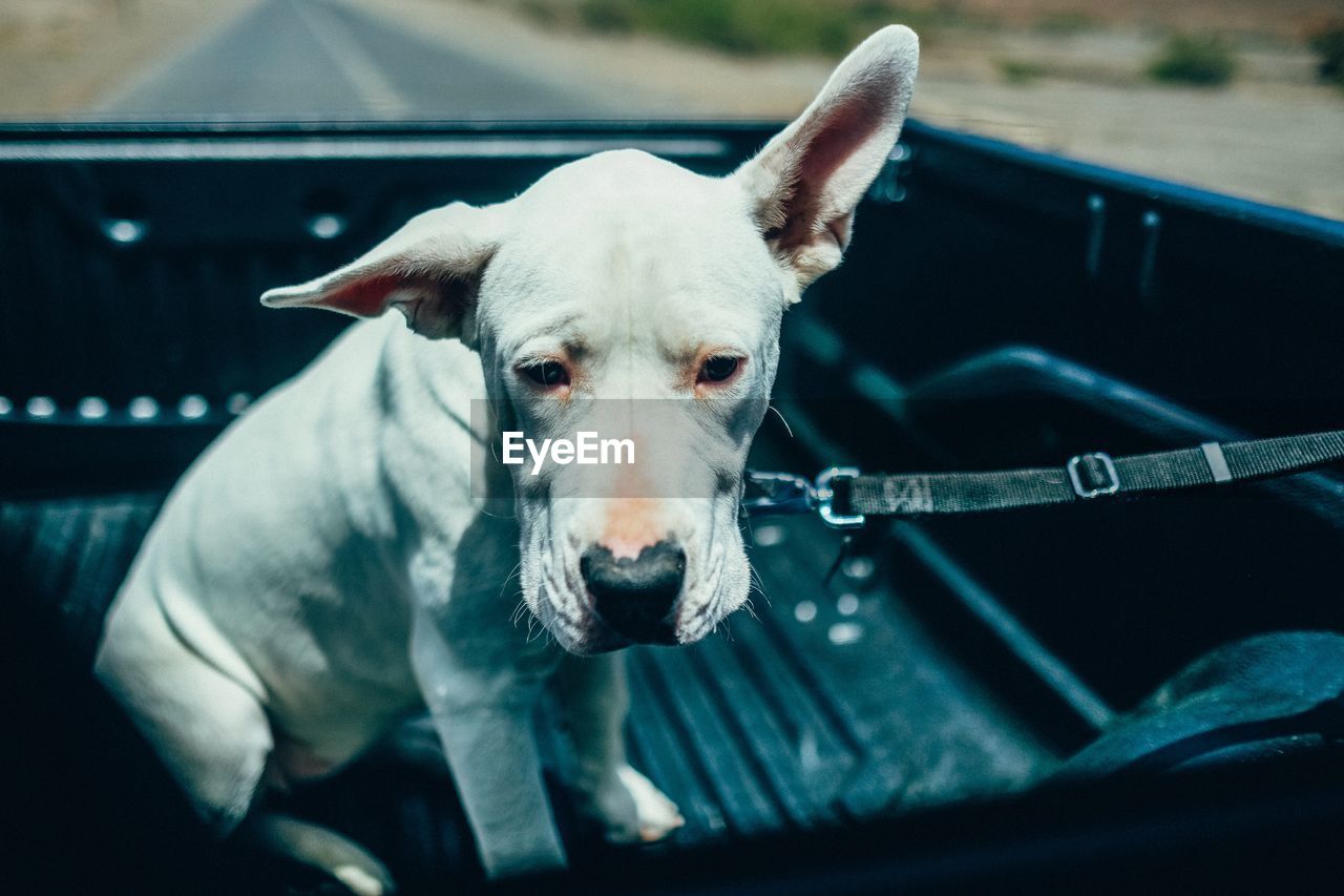 Dog with pet leash sitting in semi-truck