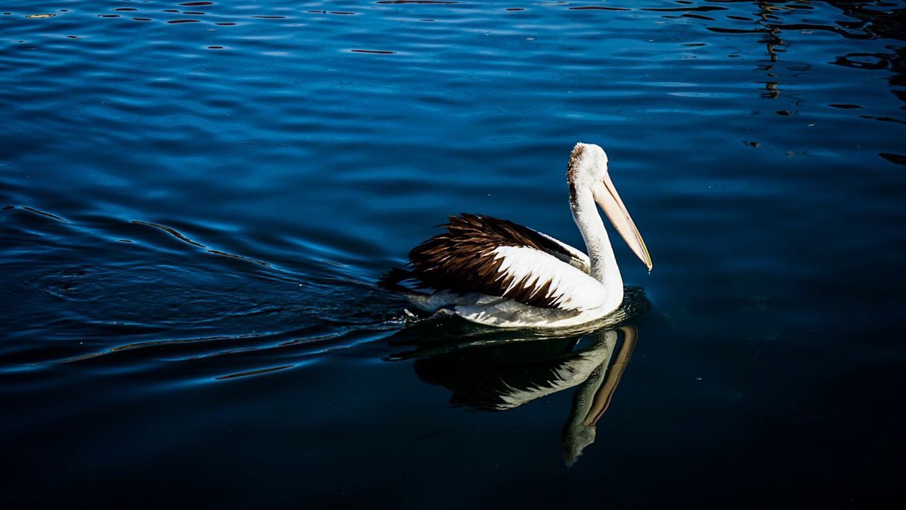 CLOSE-UP OF SWANS SWIMMING ON LAKE