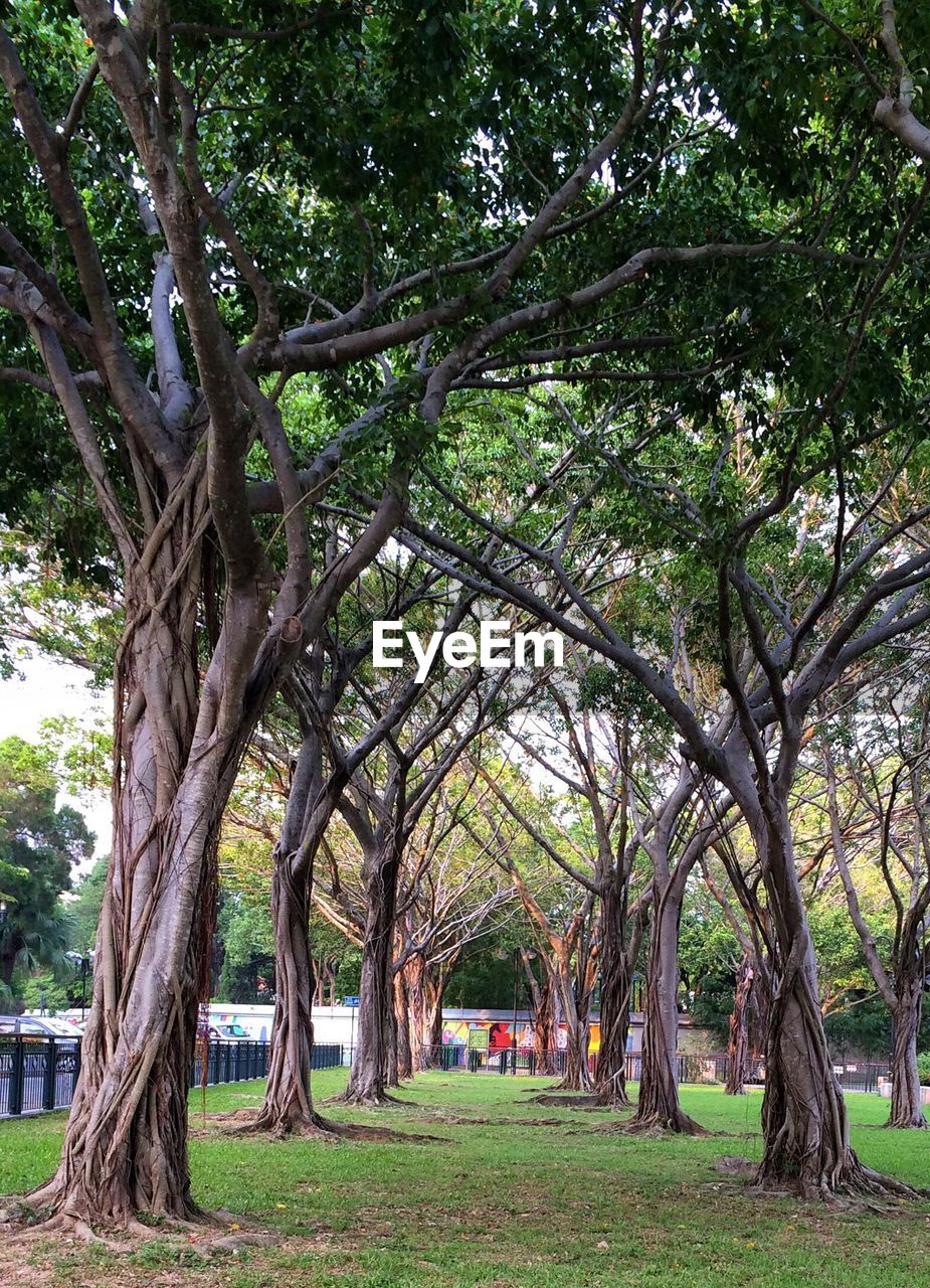 VIEW OF TREES IN PARK