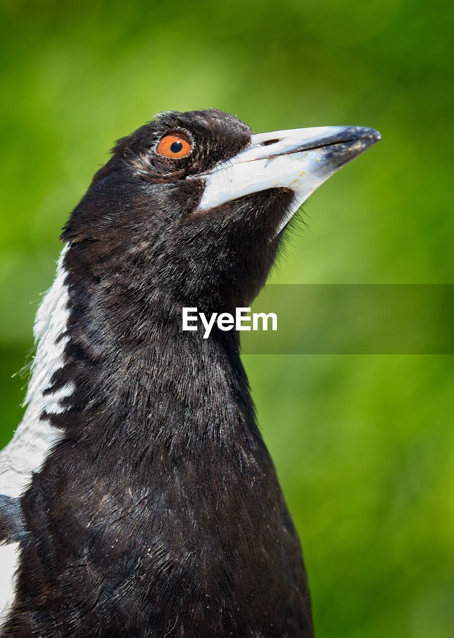 CLOSE-UP OF BIRD