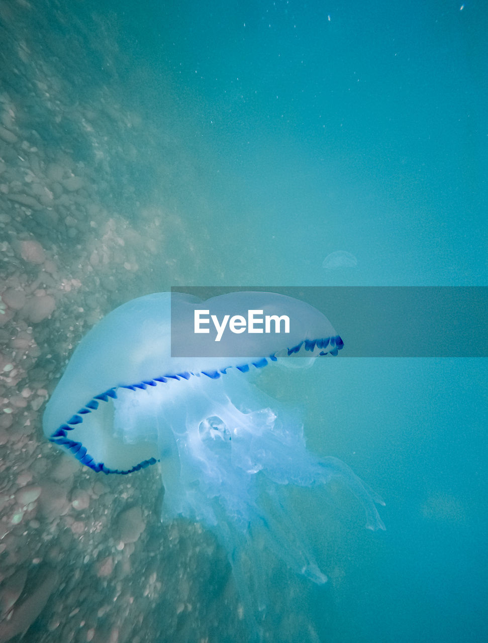CLOSE-UP OF FISH SWIMMING UNDERWATER