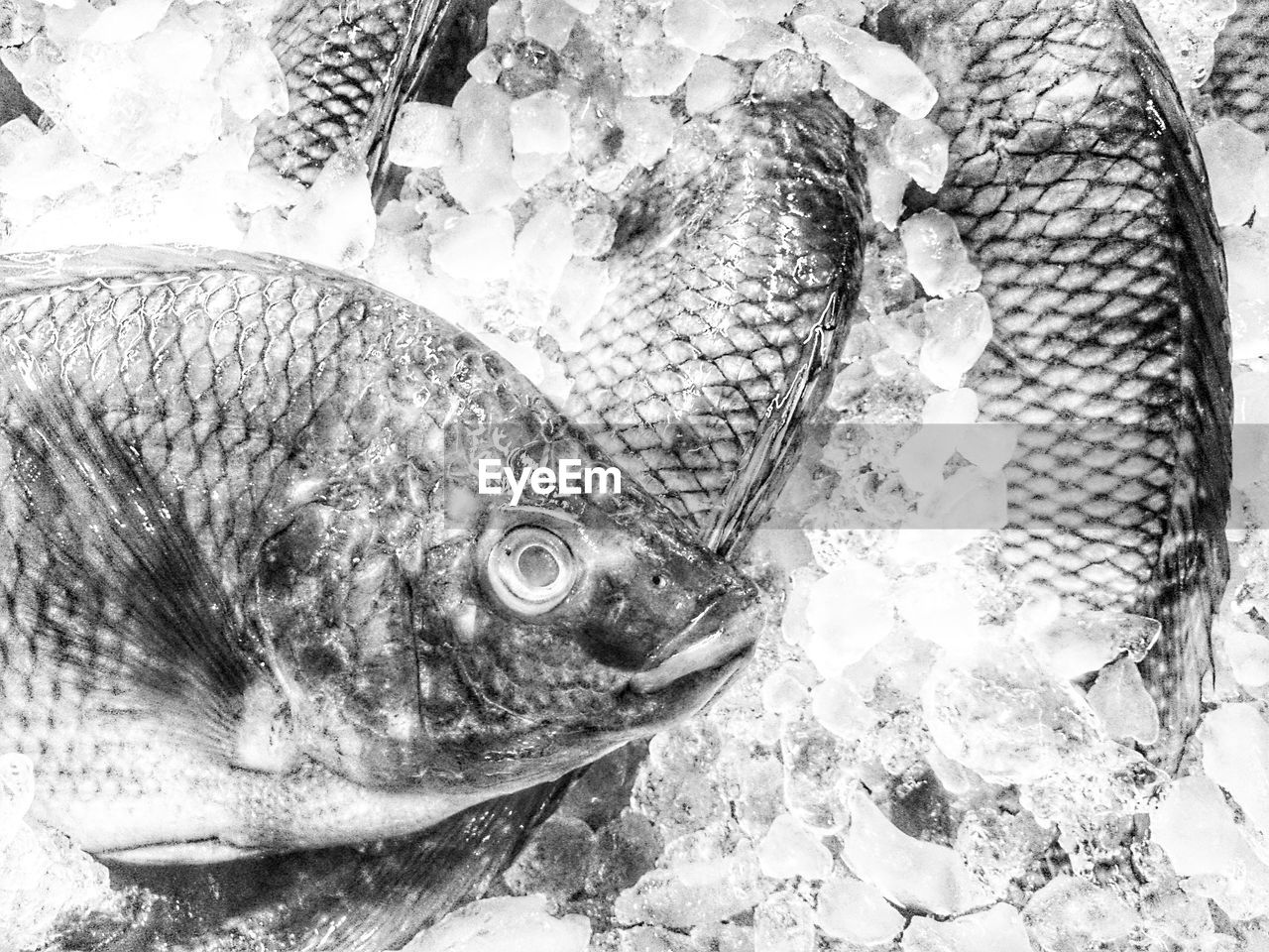 High angle view of fish with ice for sale at market