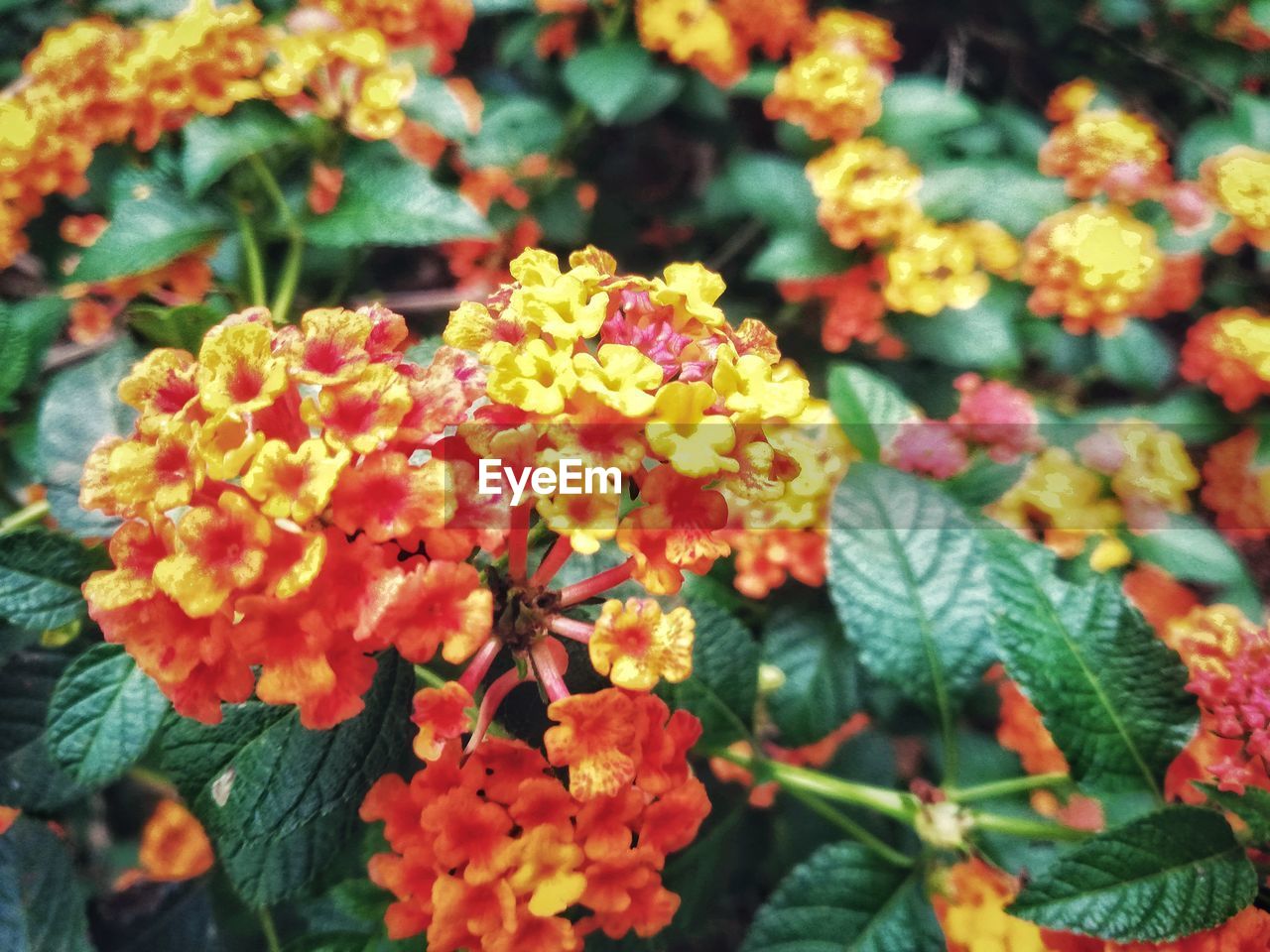 CLOSE-UP OF FLOWERS ON PLANT