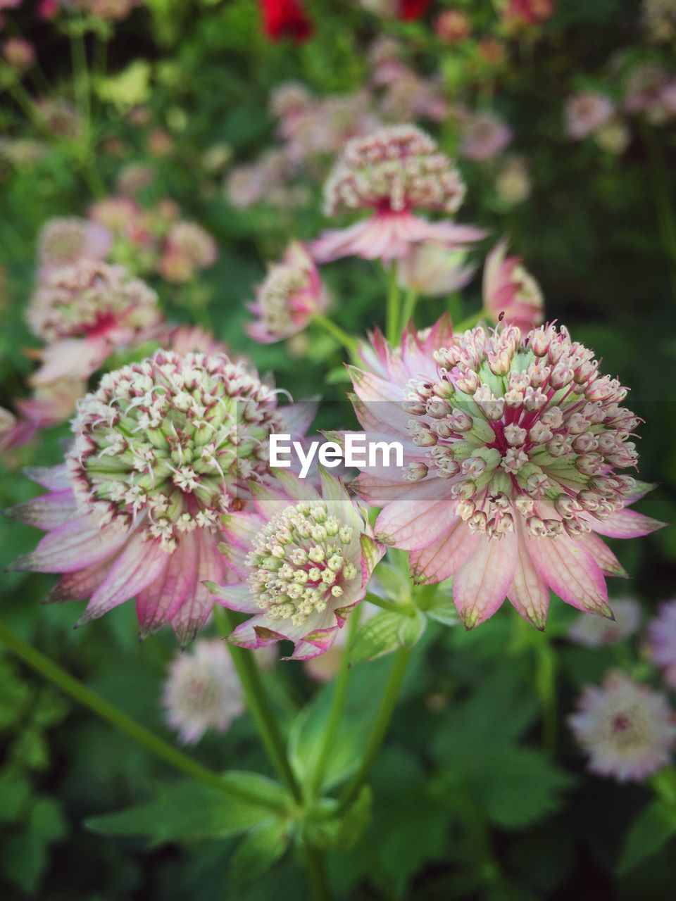 CLOSE-UP OF FLOWERS