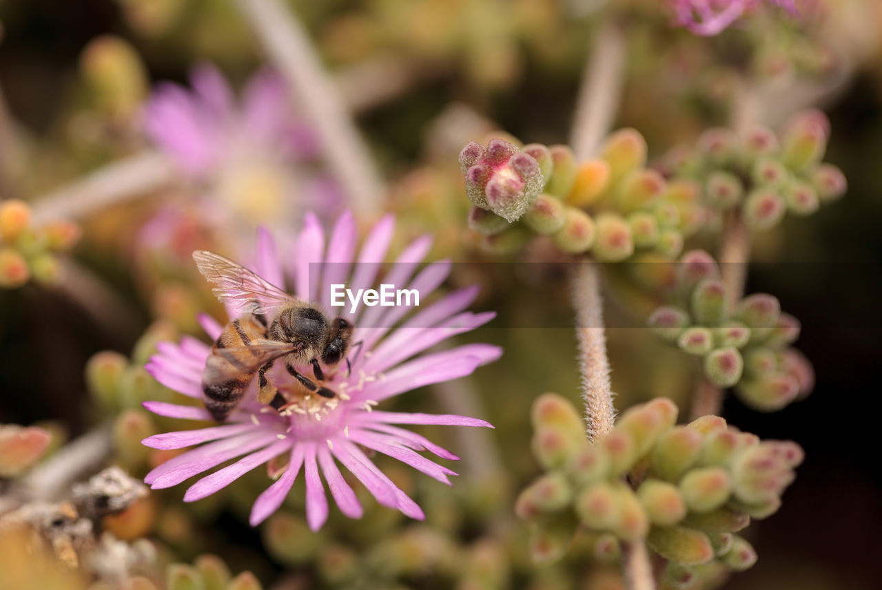 Close-up of insect on flower