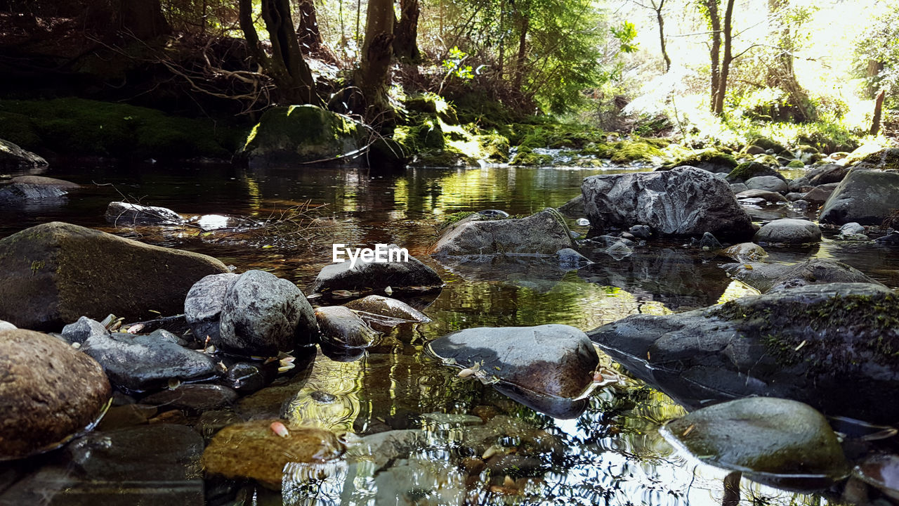 Scenic view of river flowing through forest