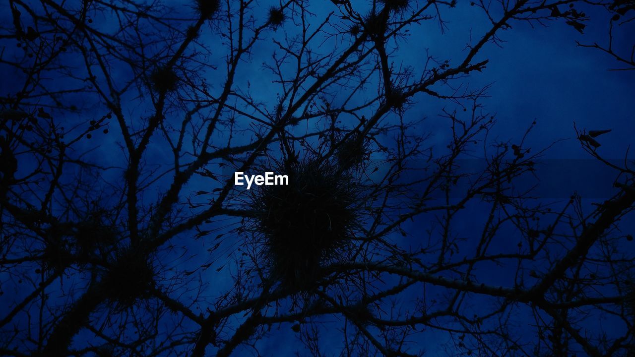 LOW ANGLE VIEW OF BARE TREES AGAINST SKY