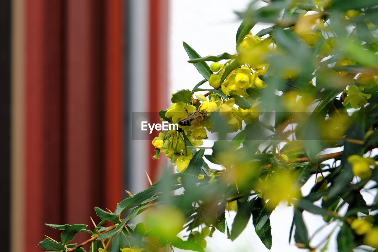 CLOSE-UP OF RED FLOWERING PLANT AGAINST BLURRED BACKGROUND