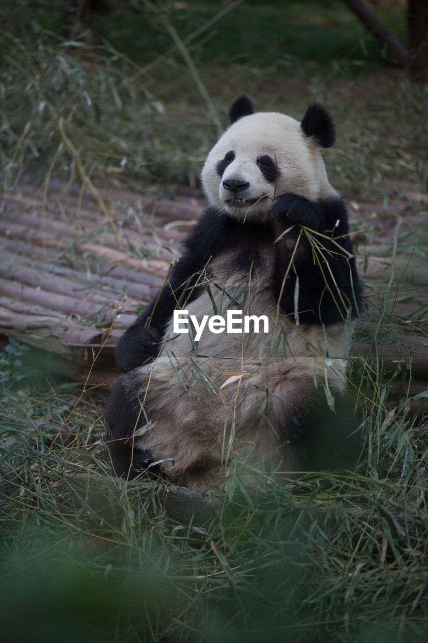 View of a panda relaxing outdoors