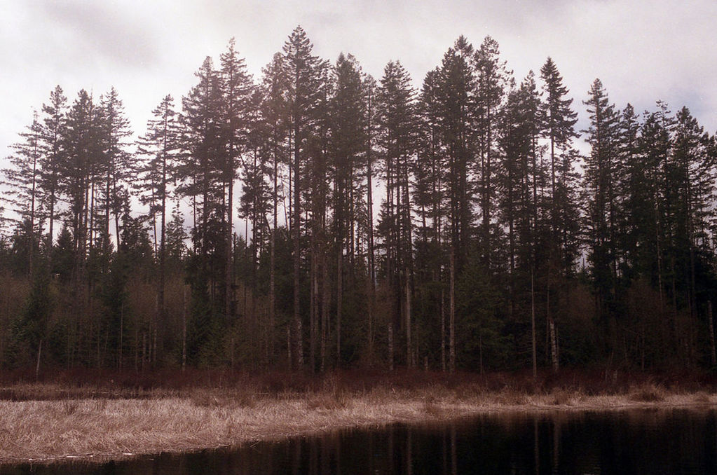 Trees on landscape against the sky