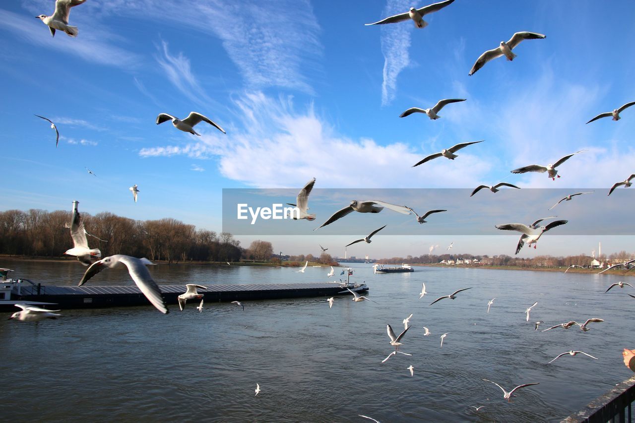 Seagulls flying over river