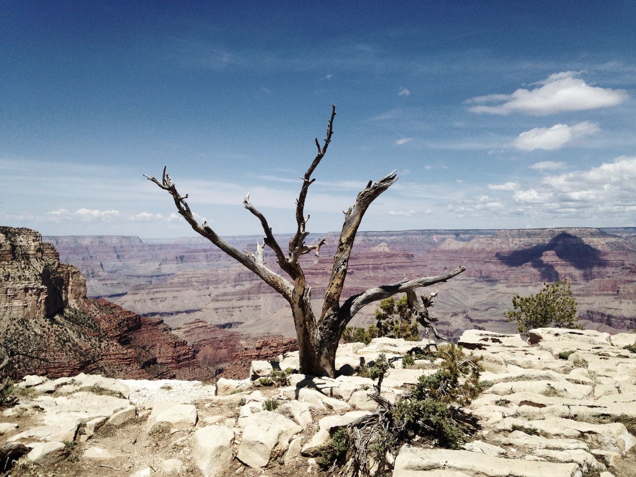 Bare tree in canyon