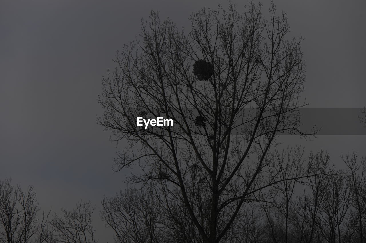 High section of bare trees against clear sky