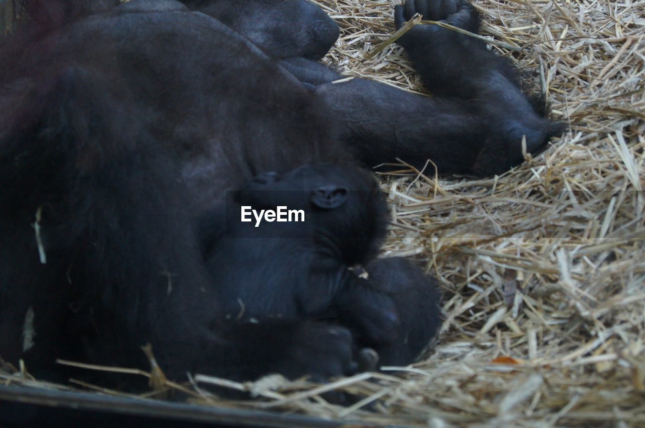 Close-up of chimpanzees lying on grass