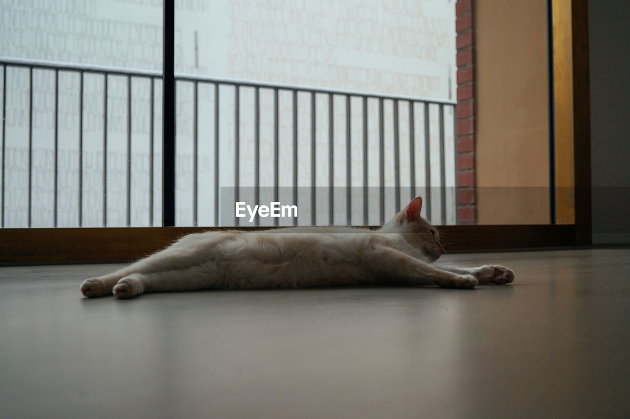 Cute lazy cat lying on the floor