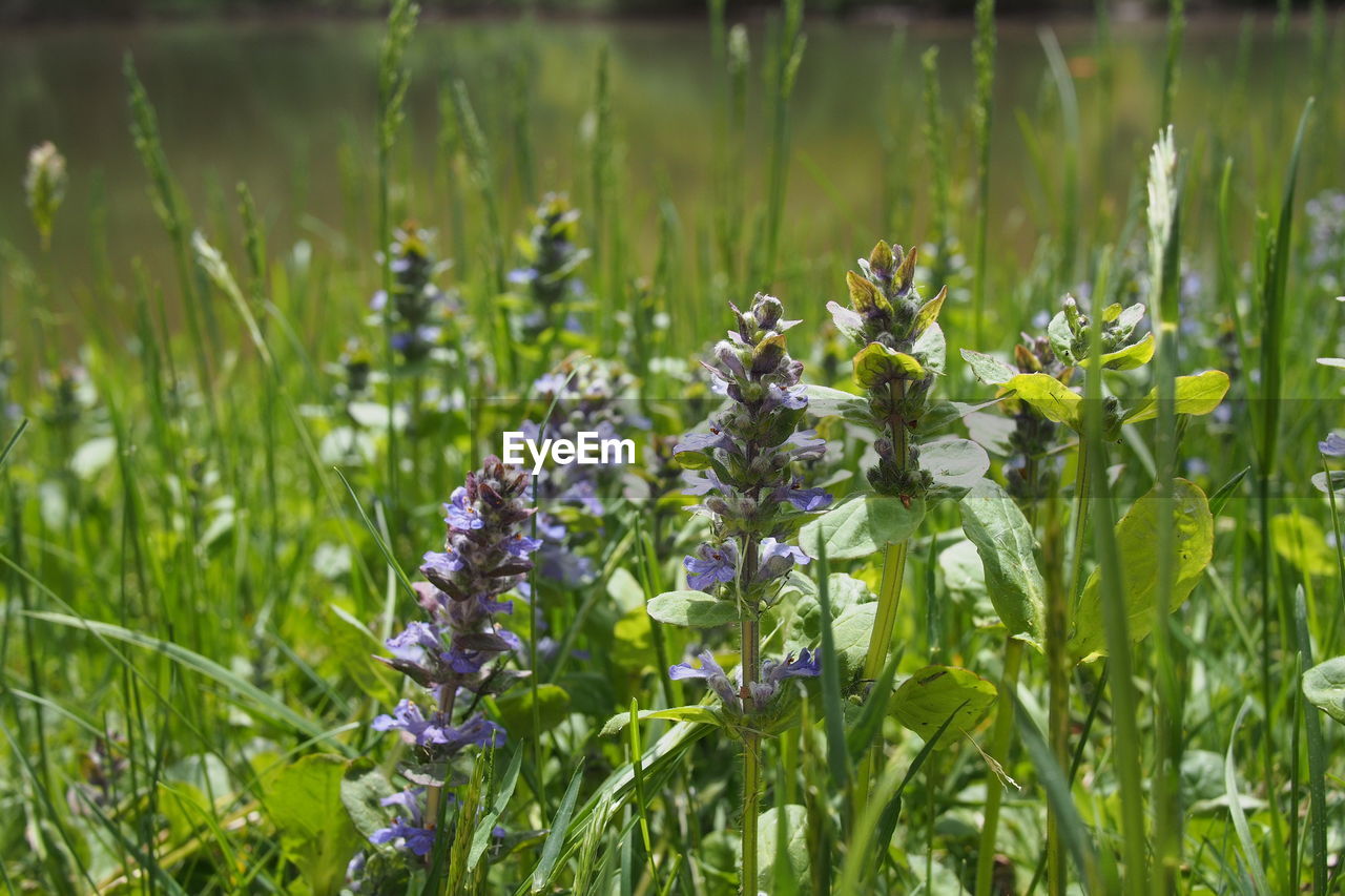 Close-up of purple flowers blooming in field