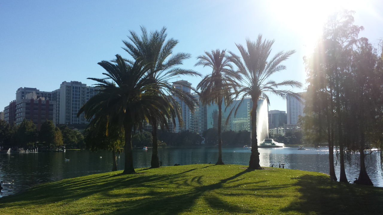 Palm trees on grassy island against city