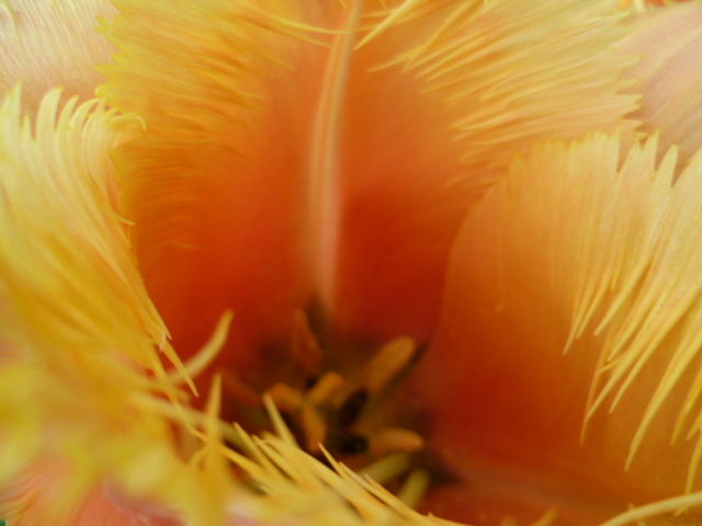 FULL FRAME SHOT OF YELLOW FLOWER