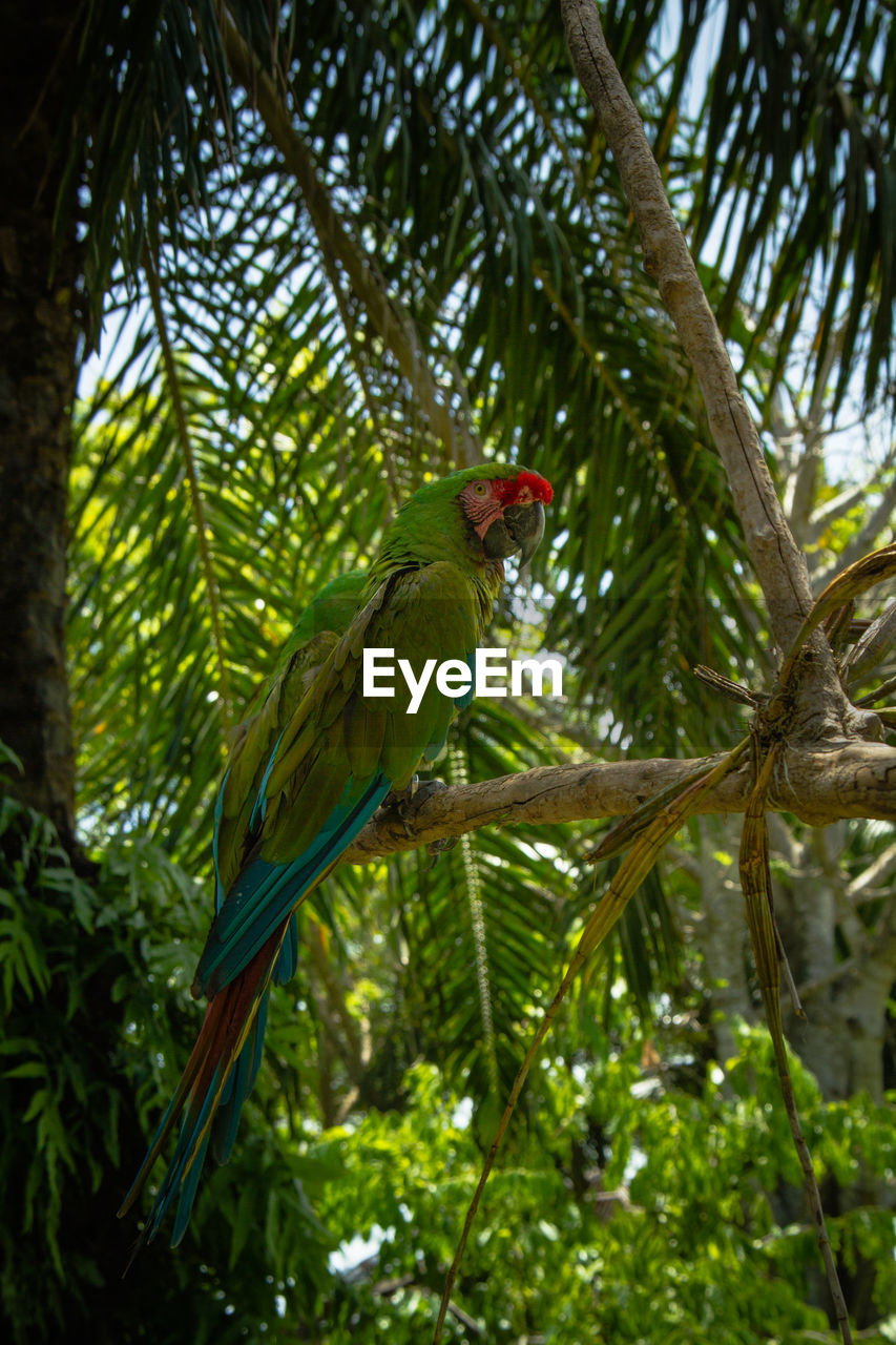 Side view of a parrot on branch