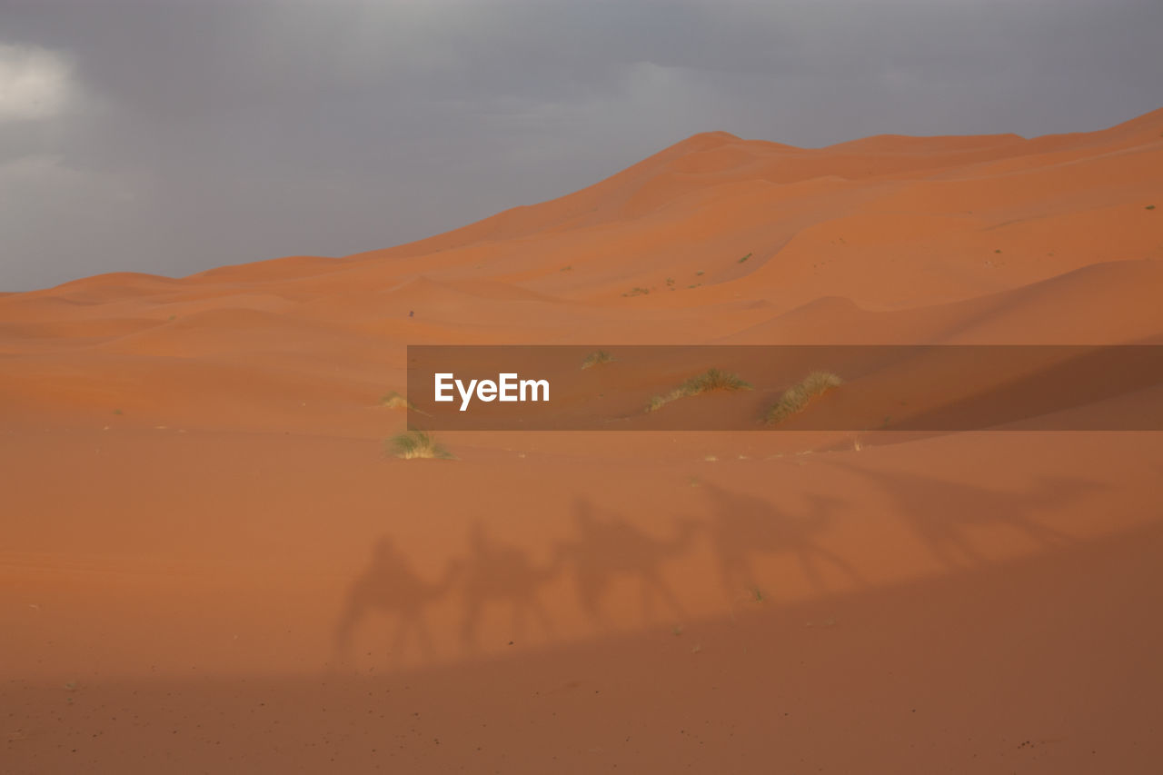 Shadow of camels in a desert