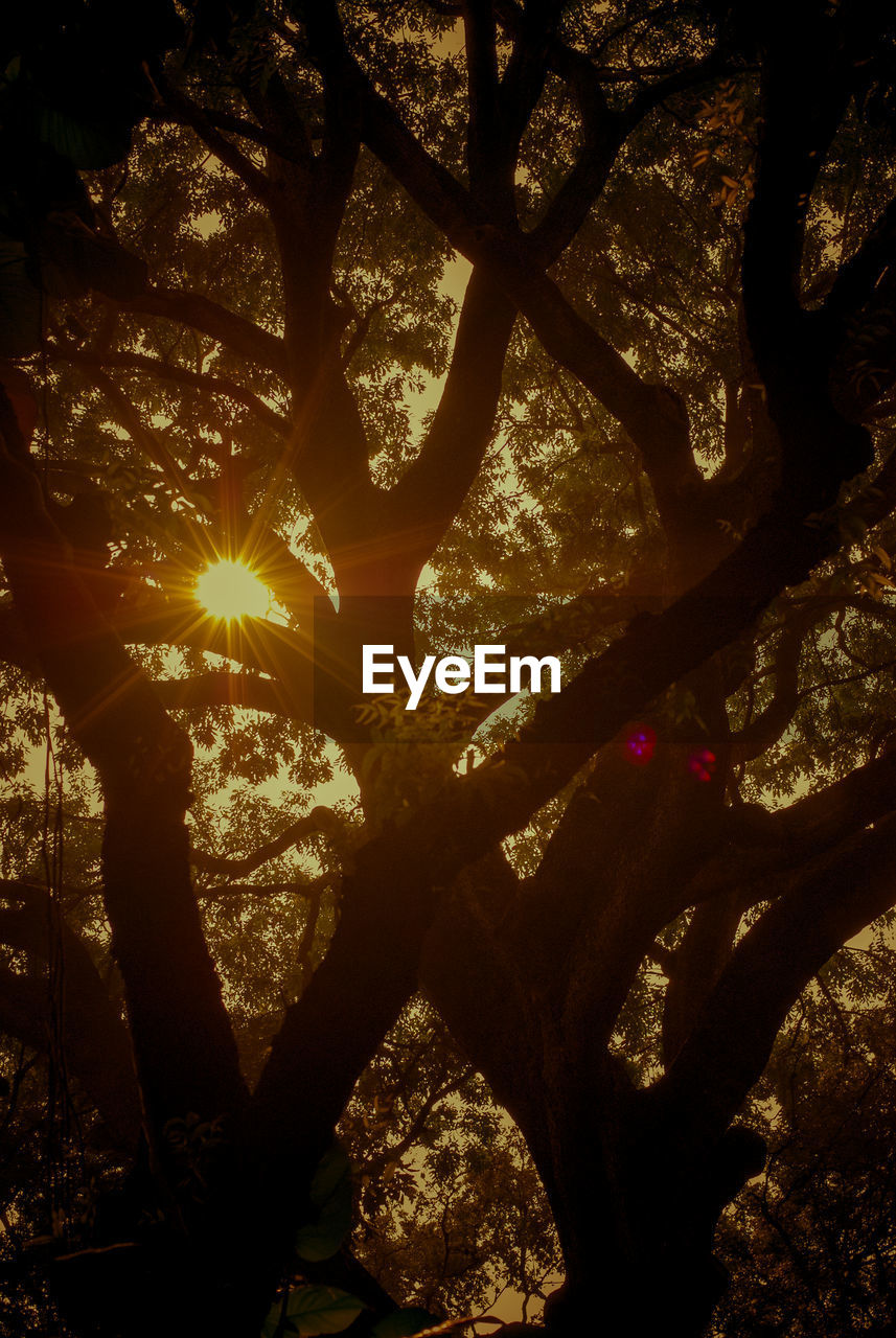 Close-up of branches against sunlight