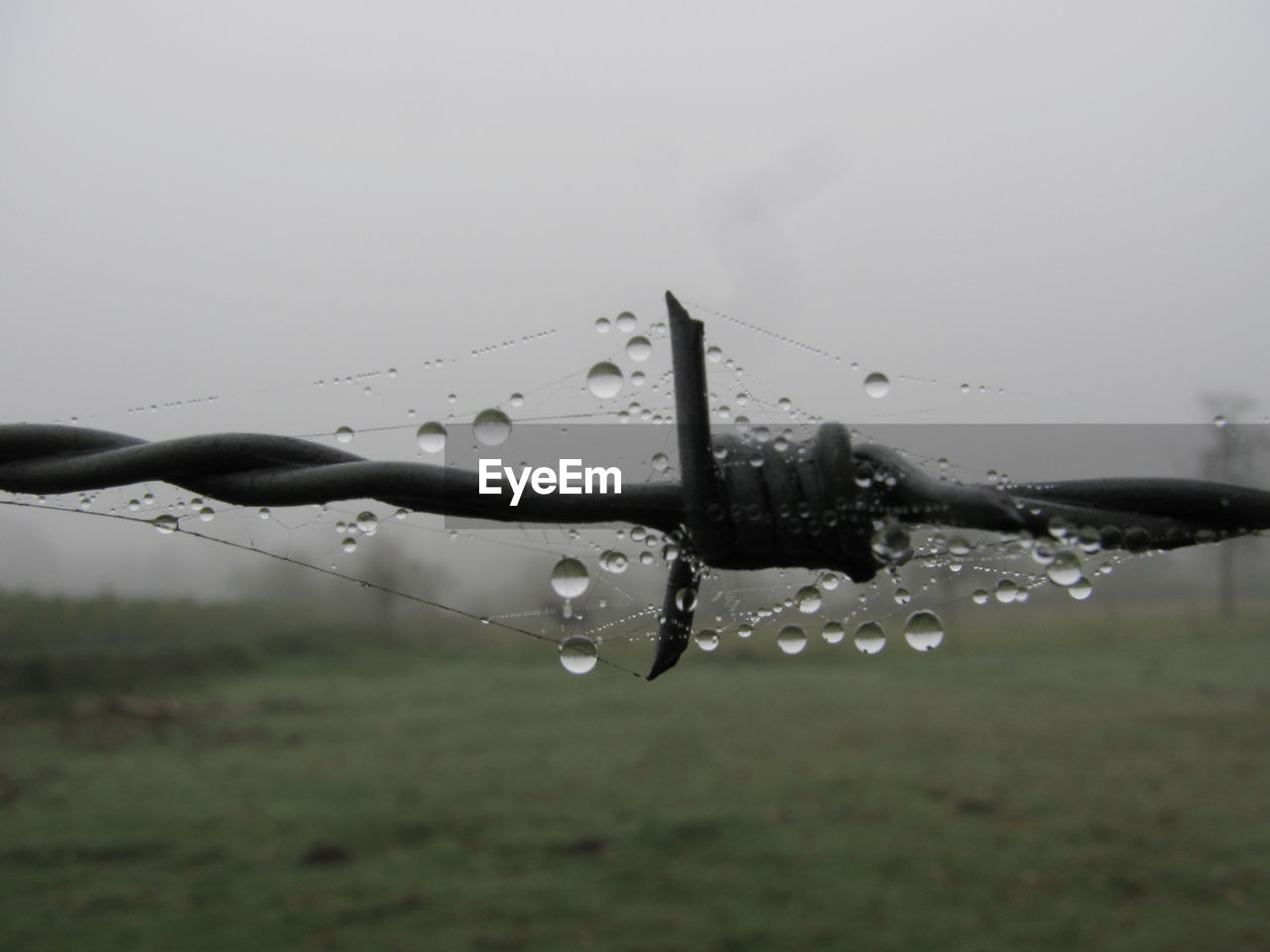 Close-up of spider web on barb wire