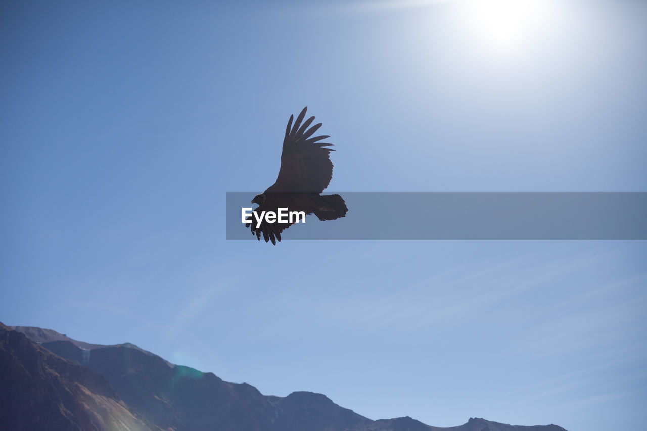 Low angle view of a eagle flying