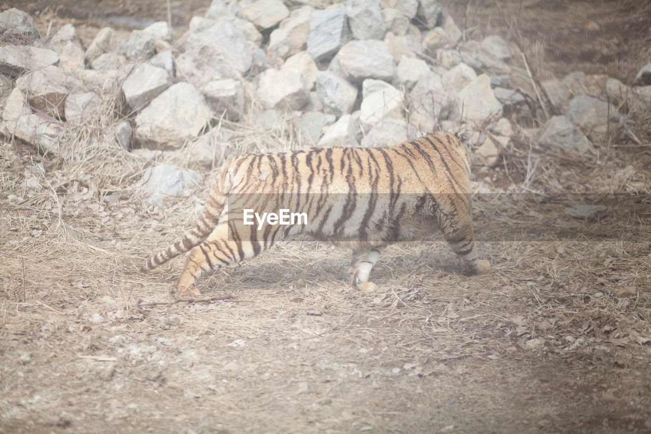 High angle view of tiger stretching at national park