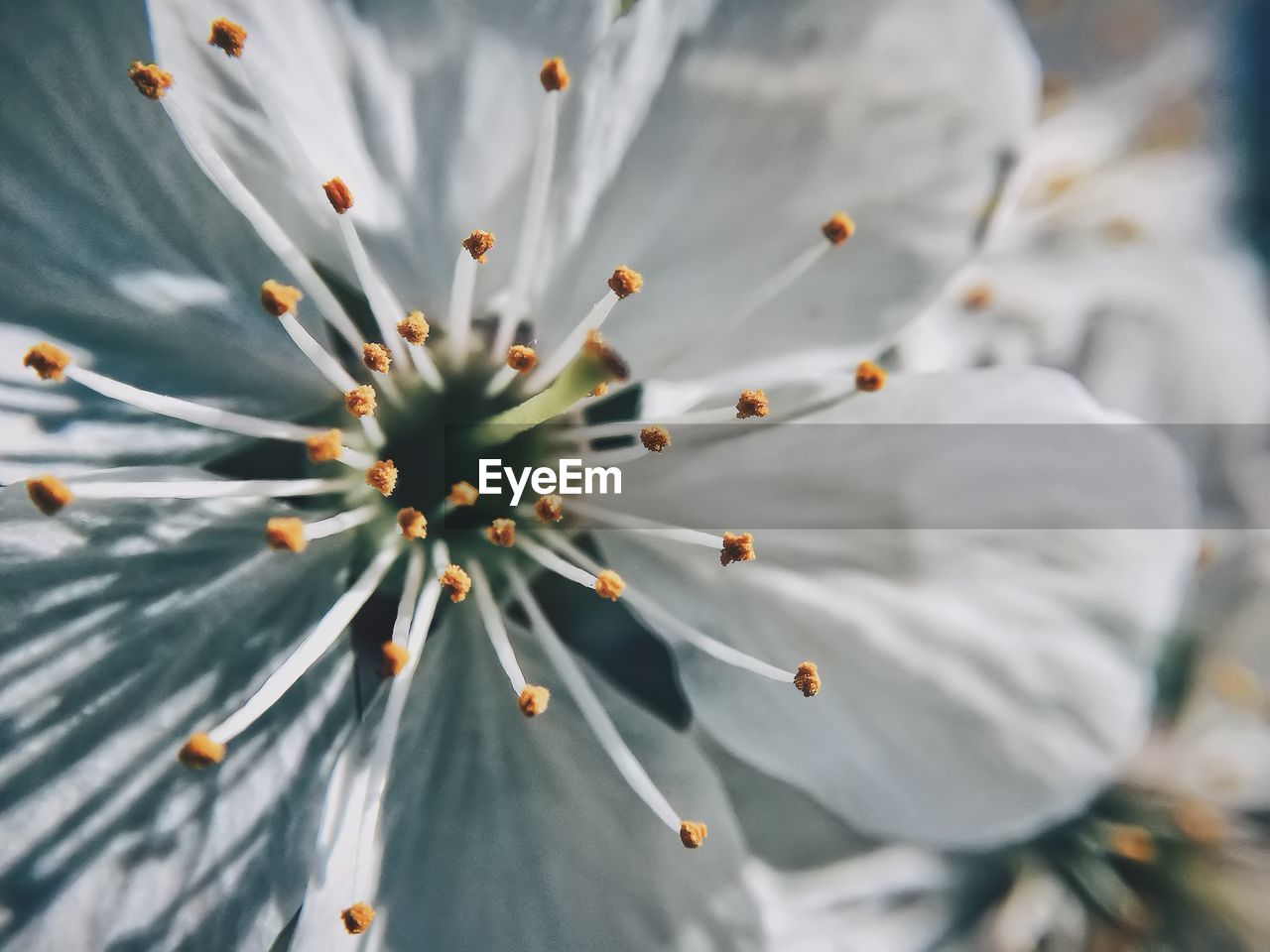 Close-up of a flower