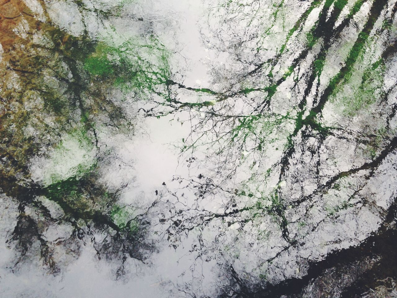 Trees reflecting in water