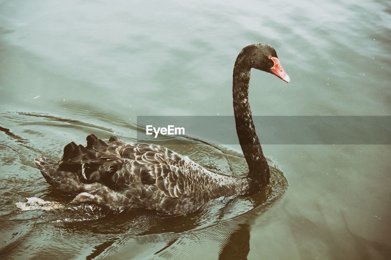 Black swan swimming in lake