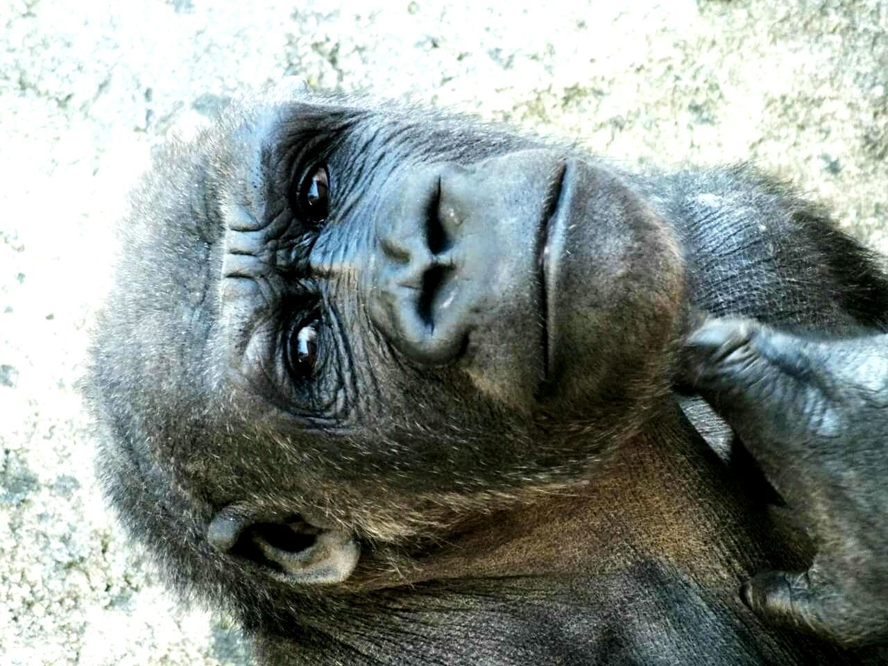 Portrait of old gorilla