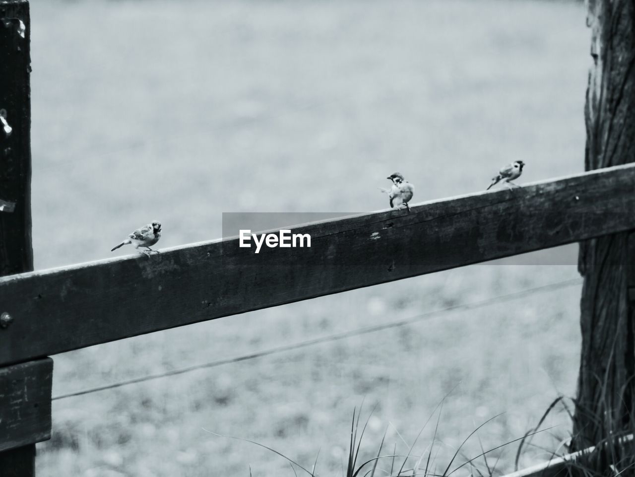 BIRDS PERCHING ON POWER LINES